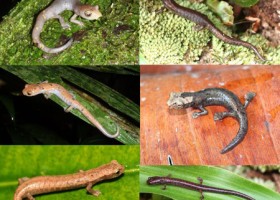 Ejemplares de la especie Bolitoglossa cf. porrasorum, una hembra de B. cf. rufescens y un macho adulto de Nototriton cf. barbouri.