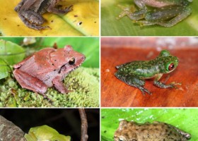 Anuros encontrados en la zona de La Liberación: Incilius valliceps, Teratohyla pulverata, Duellmanohyla salvavida, Plectrohyla chrysopleura, Duellmanohyla salvavida, y Craugastor cf. rostralis.