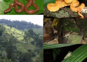 Alrededores de las tierras bajas del norte del RVS Texiguat (comunidad de San José) y especímenes de Hydromorphus concolor, Bothriechis schlegelii, Jilamito Nuevo; Craugastor aurilegulus ; y, Duellmanohyla salvavid.