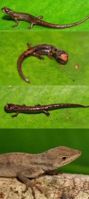 Tres salamandras endémicas (Dendrotriton sanctibarbarus) y la lagartija endémica Anolis rubribarbaris a 2,150 – 2,200 m elevación, montaña de Santa Bárbara; Craugastor cf. laticeps arriba de El Playón.