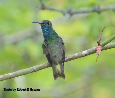 Colibri Esmeralda